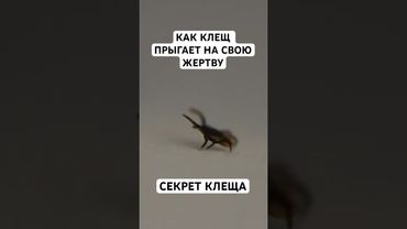 Тайна Клеща: Как Он Попадает на Ваше Тело