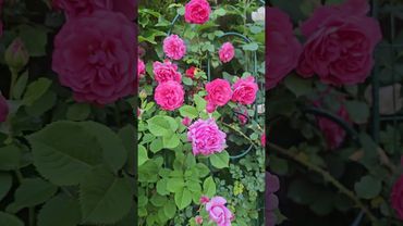 Роза бьенвеню и розария ютерсон. #роза #garden #сад #цветы