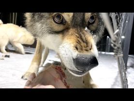 ПЕРИОД ГОНА У ВОЛКОВ НАЧАЛСЯ. ГЛАЗА ДИКОЙ ПРИРОДЫ.