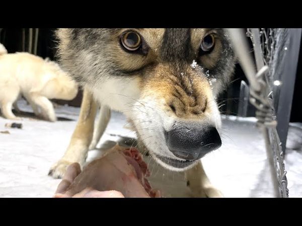 ПЕРИОД ГОНА У ВОЛКОВ НАЧАЛСЯ. ГЛАЗА ДИКОЙ ПРИРОДЫ.