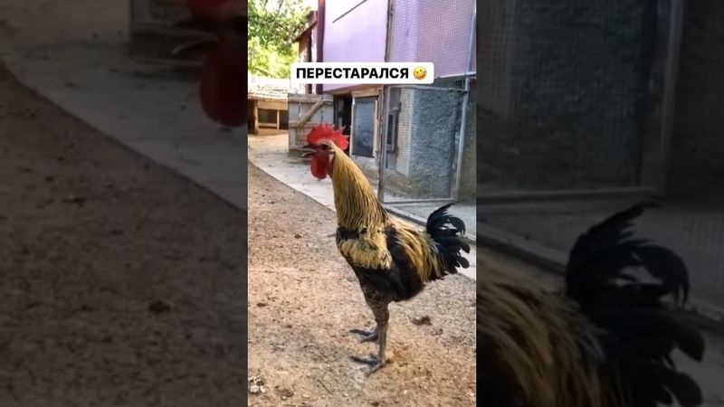 Петух пел и перестарался 😂 #вокал #юмор