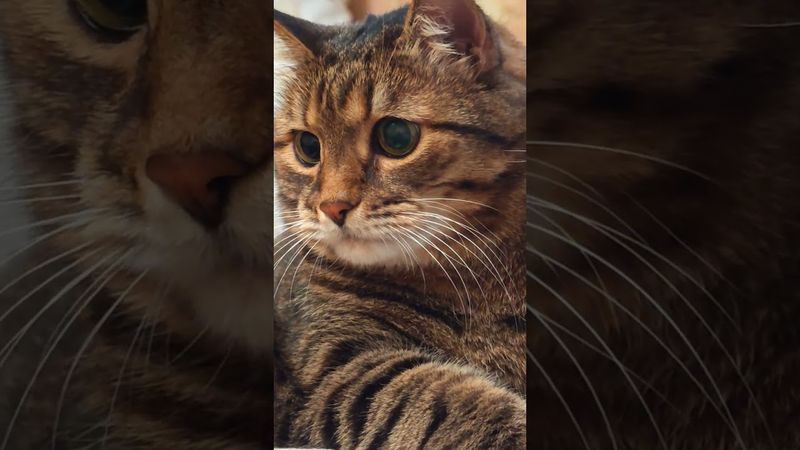 Гардеробщица 🙀🤔😉🤣 #cat #кот #юмор #котушка #приколы #позитив #популярное #цитаты