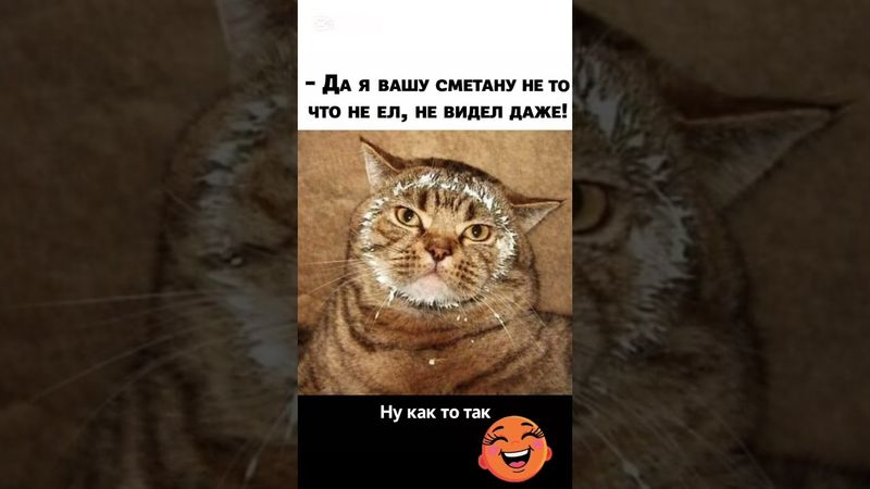 Ну как-то так…😆😅#юмор #прикол #catvideos #shorts