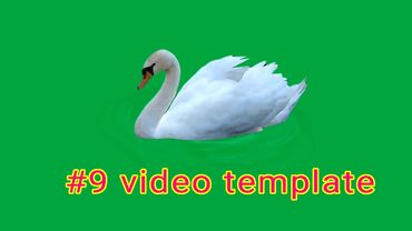 9 video White swan green screen | Thiên nga trắng đang bơi (Phông nền xanh) csS2A