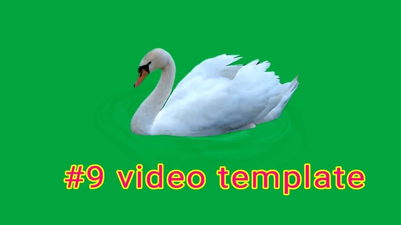 9 video White swan green screen | Thiên nga trắng đang bơi (Phông nền xanh) csS2A