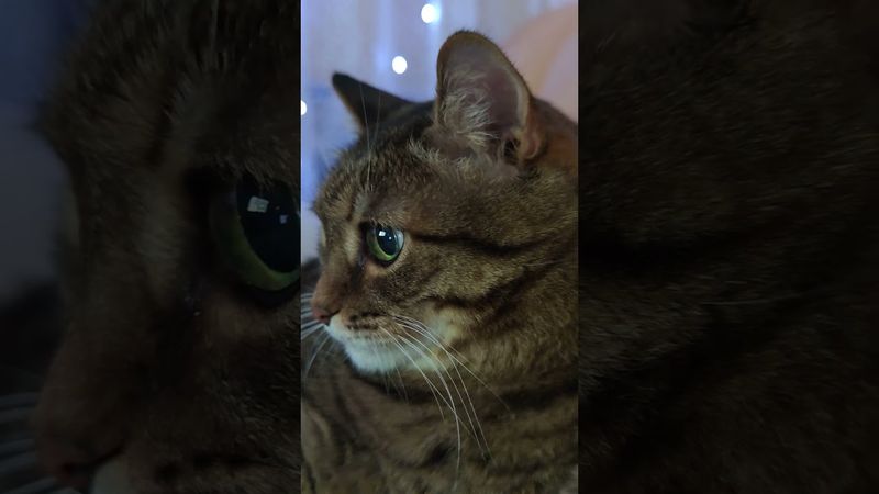 Быть осторожными 🙀🤔😉🤣 #cat #кот #юмор #котушка #приколы #цитаты