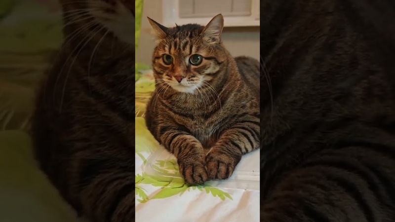 Два урока жизни 🙀🤔😉🤣 #cat #кот #юмор #котушка #приколы #цитаты #шутки