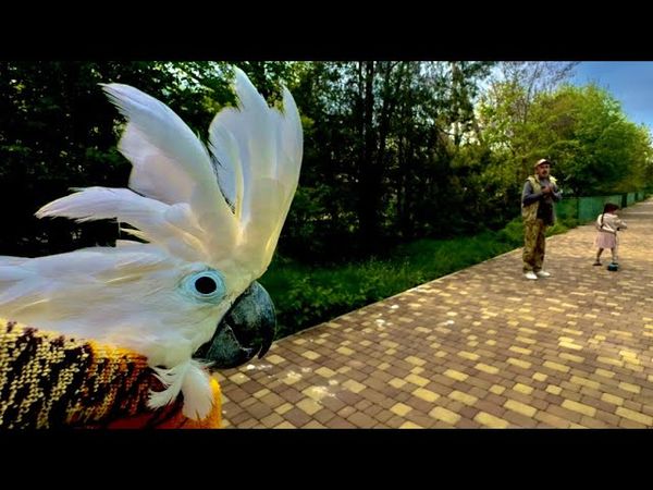 Снова ПЕРЕСЕЛЕНИЕ в какадурке! Тайсона пришлось отселить от Киры и наше трио снова вместе в вольере)