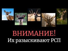 ОНИ подбирают разведёнок с тугосерями