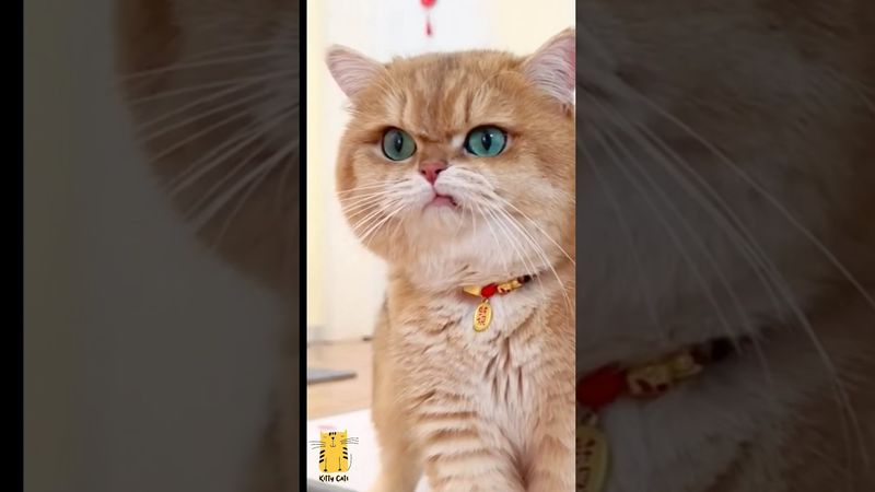 Funny Cat & Cute Kittens406😻 #shorts #kucing #kucinglucu #funny #pet #cat #foryou #viral #viralvideo