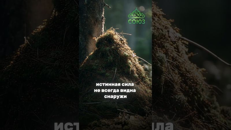 Вдохновляющий факт: внутренняя сила муравейника