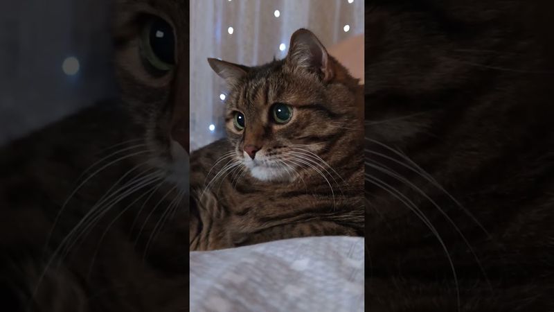 Не по зубам 🙀🤔😉🤣 #cat #кот #юмор #котушка #приколы #цитаты