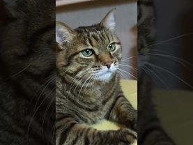 Забыть проблемы 🙀🤔😉🤣 #cat #кот #юмор #котушка #приколы #смех #цитаты