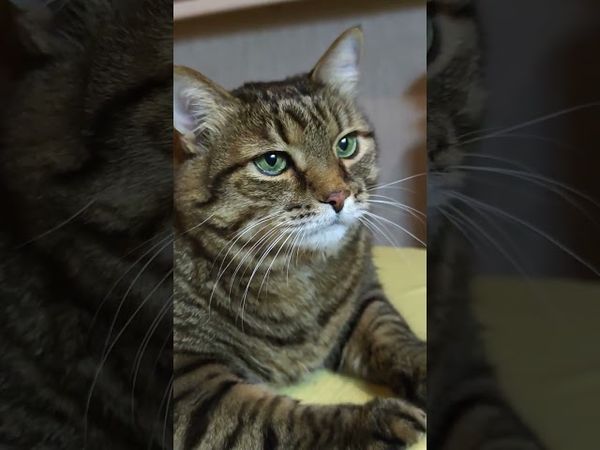 Забыть проблемы 🙀🤔😉🤣 #cat #кот #юмор #котушка #приколы #смех #цитаты