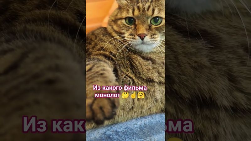 Угадайка(Всё кина не будет)🤔🙀🤗🤣 #cat #кот #юмор #котушка #приколы #мем #цитаты