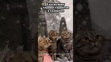 Я когда вижу караван каджитов в Скайриме