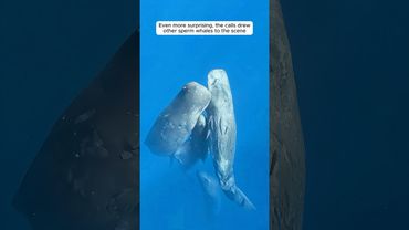 A rescued shark leads divers to save a trapped whale