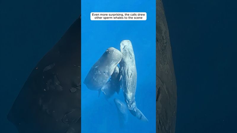 A rescued shark leads divers to save a trapped whale