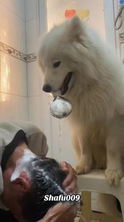 #粉丝一千万#pet#pets#cute#funny  #dog#funnydog#funnyvideos#viral  #foryou#...