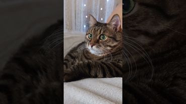 Персонал 🙀🤔😉🤣 #cat #кот #юмор #котушка #приколы #цитаты