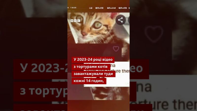 Групи, які катують котів на камеру: розслідування BBC  #новини  #тварини  #shorts  #котики