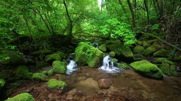 Peaceful Forest Sounds, Babbling Brook, Birds Chirping, ASMR