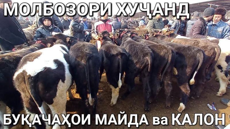 МОЛБОЗОР ХУДЖАНД Нархи Букачахои майда ва Калон молхои СИММЕНТАЛ ва моли махалли лайк и подписаться