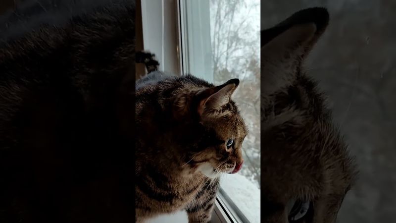 Дивный май🙀🥶🌨️😳#cat #юмор #погодавмае #cat #котушка #кот