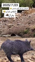 گوندی ئالیقەی خوارو 🐗😂