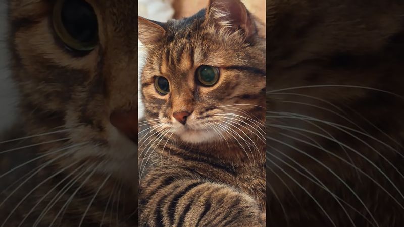 Поднять бабла 💸😁😻🤣 #cat #кот #юмор #котушка #приколы #цитаты