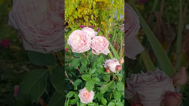 Японская роза Принцесс Хитоми