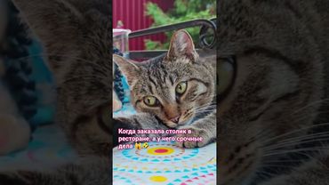 Такая вот любовь 😻🤔🤗🤣 #cat #кот #юмор #котушка #dance #смех