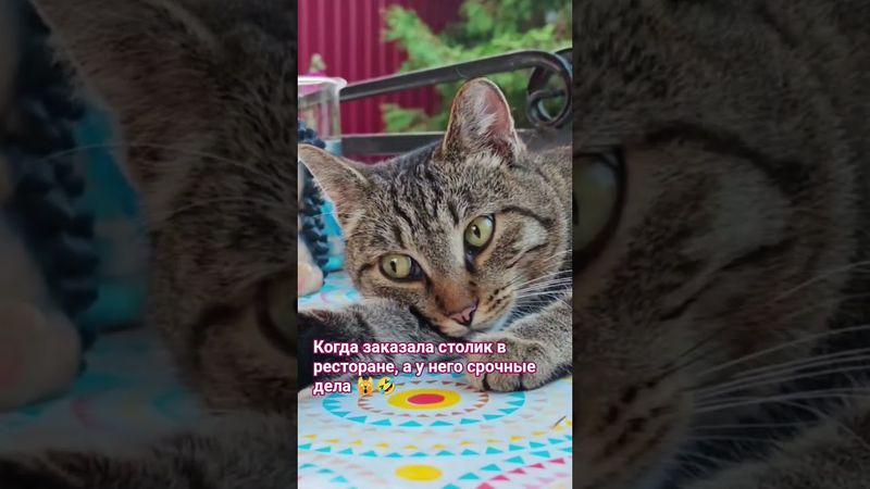 Такая вот любовь 😻🤔🤗🤣 #cat #кот #юмор #котушка #dance #смех