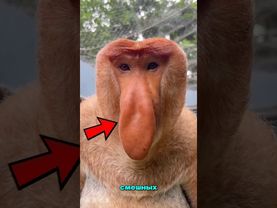 ТОП 5 САМЫХ СМЕШНЫХ И ОДНОВРЕМЕННО УЖАСАЮЩИХ ЗВУКОВ ЖИВОТНЫХ В МИРЕ!? 🤣 😰