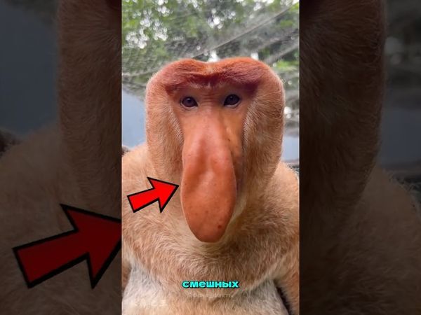 ТОП 5 САМЫХ СМЕШНЫХ И ОДНОВРЕМЕННО УЖАСАЮЩИХ ЗВУКОВ ЖИВОТНЫХ В МИРЕ!? 🤣 😰