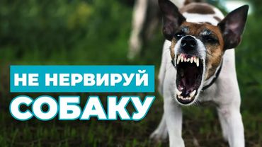 ВСЁ О ПРАВИЛЬНОМ ПОВЕДЕНИИ ХОЗЯИНА С СОБАКОЙ. Что нужно знать, чтобы не злить собак | ЛавГав
