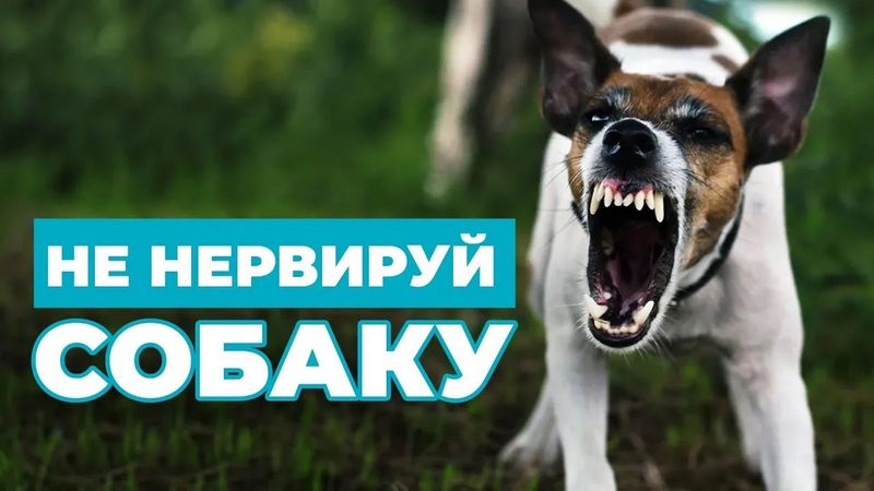 ВСЁ О ПРАВИЛЬНОМ ПОВЕДЕНИИ ХОЗЯИНА С СОБАКОЙ. Что нужно знать, чтобы не злить собак | ЛавГав