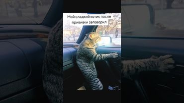 Кот после прививки заговорил #кот#смешноевидео #смешноевидеоскотами#животные