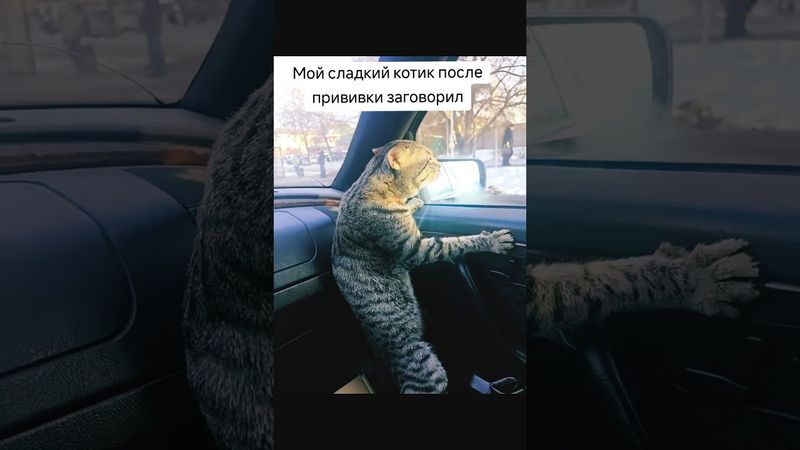 Кот после прививки заговорил #кот#смешноевидео #смешноевидеоскотами#животные