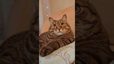 Первая любовь 😻❤🤩🤣 #cat #кот #юмор #котушка #приколы #цитаты #смех