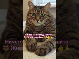 Живите сейчас🙏👍😻❤ #cat #кот #юмор #котушка #приколы #цитаты