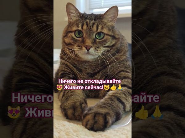 Живите сейчас🙏👍😻❤ #cat #кот #юмор #котушка #приколы #цитаты