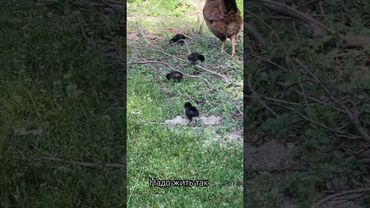 Надо жить так