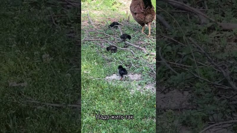 Надо жить так