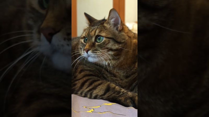 Не принимай ☝️🤔😺🤣 #cat #кот #юмор #котушка #приколы #позитив #популярное