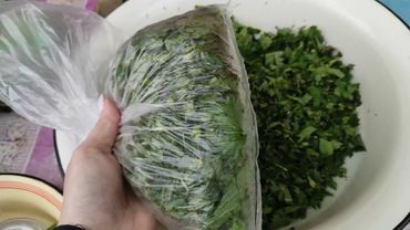 Заготовка крапивы на зиму