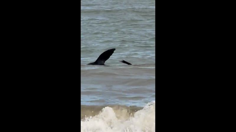 Sick seal struggles off Seacliff Beach in Adelaide’s south