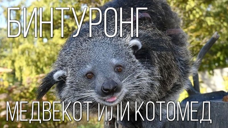 Бинтуронг: Кошачий Медведь | Интересные факты про бинтуронга