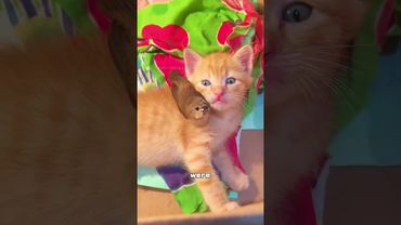 An unlikely friendship: bird meets kitten 💕#shortvideo #cute #cat #love #story