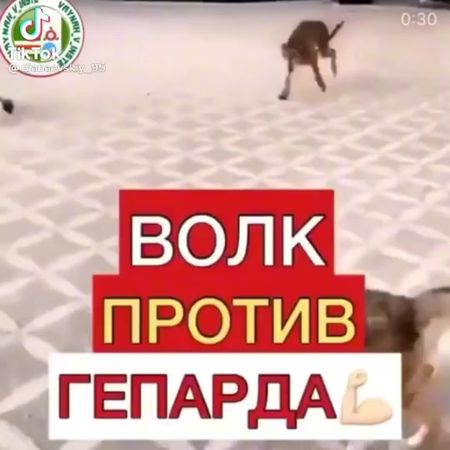 #борз #🐺☝ #чечня сильнее волка, храбрее валка шакал не будет никогда!!!